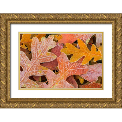 Frosty Leaves I Gold Ornate Wood Framed Art Print with Double Matting by Mahan, Kathy