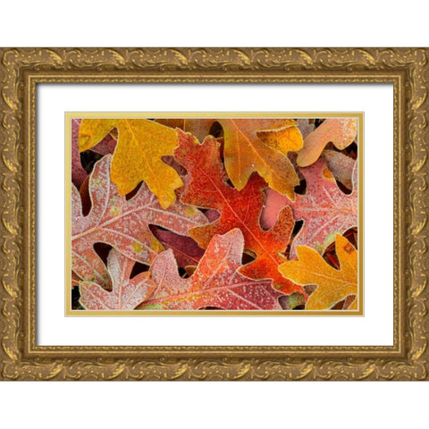 Frosty Leaves II Gold Ornate Wood Framed Art Print with Double Matting by Mahan, Kathy