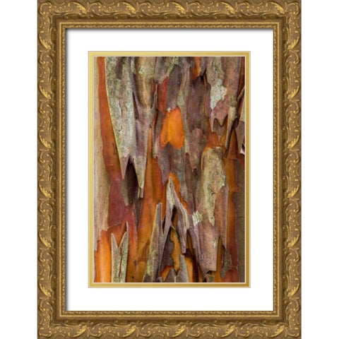 Crape Myrtle Bark I Gold Ornate Wood Framed Art Print with Double Matting by Mahan, Kathy