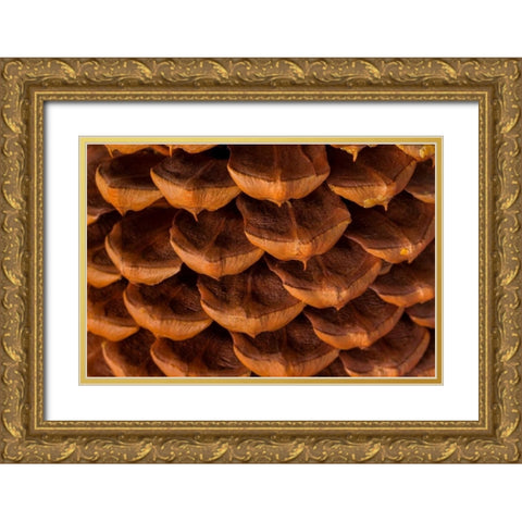 Pine Cone I Gold Ornate Wood Framed Art Print with Double Matting by Mahan, Kathy