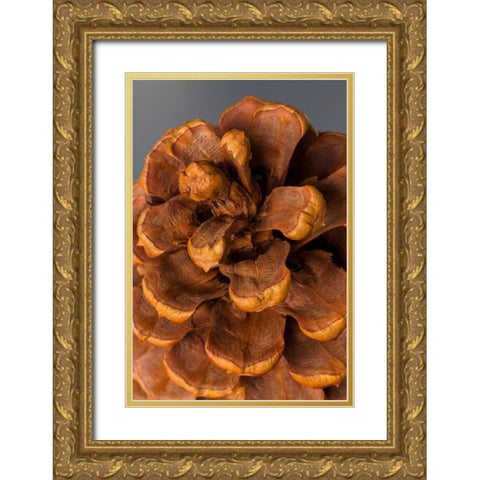 Pine Cone III Gold Ornate Wood Framed Art Print with Double Matting by Mahan, Kathy