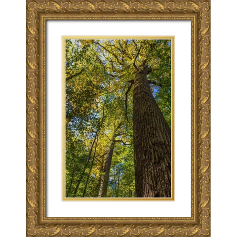 Tulip-Poplar Tree I Gold Ornate Wood Framed Art Print with Double Matting by Mahan, Kathy