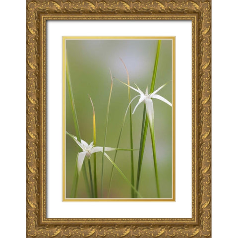 Star Grass I Gold Ornate Wood Framed Art Print with Double Matting by Mahan, Kathy