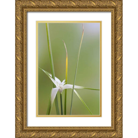Star Grass II Gold Ornate Wood Framed Art Print with Double Matting by Mahan, Kathy