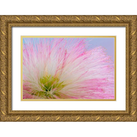 Mimosa Tree Blossom III Gold Ornate Wood Framed Art Print with Double Matting by Mahan, Kathy