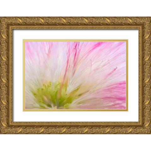 Mimosa Tree Blossom IV Gold Ornate Wood Framed Art Print with Double Matting by Mahan, Kathy