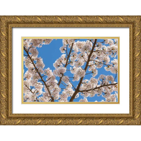 Cherries in Bloom I Gold Ornate Wood Framed Art Print with Double Matting by Mahan, Kathy