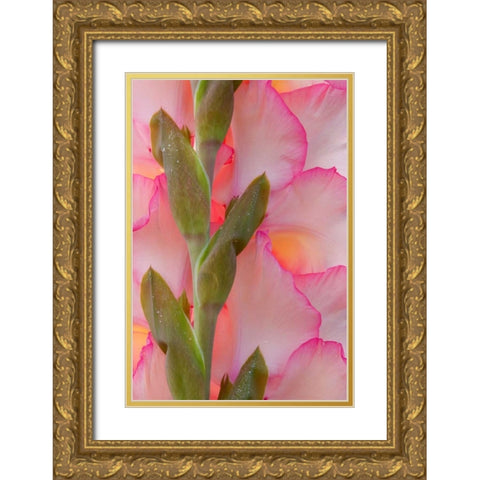 Pink Gladiola I Gold Ornate Wood Framed Art Print with Double Matting by Mahan, Kathy