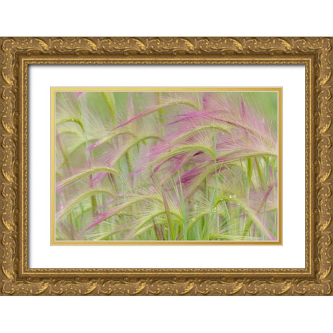Foxtail Barley II Gold Ornate Wood Framed Art Print with Double Matting by Mahan, Kathy
