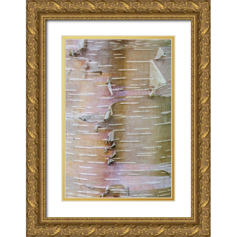 Birch Bark Gold Ornate Wood Framed Art Print with Double Matting by Mahan, Kathy