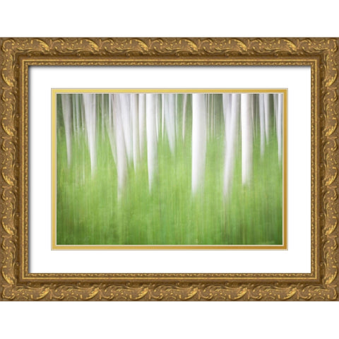 Birch in Motion Gold Ornate Wood Framed Art Print with Double Matting by Mahan, Kathy