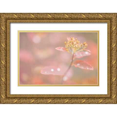 Arctic Fall Colors Gold Ornate Wood Framed Art Print with Double Matting by Mahan, Kathy