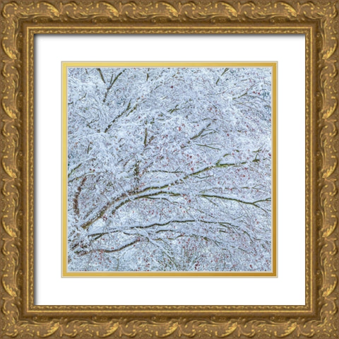 Snow Covered Trees II Gold Ornate Wood Framed Art Print with Double Matting by Mahan, Kathy