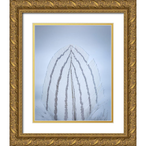 Feather Study II Gold Ornate Wood Framed Art Print with Double Matting by Mahan, Kathy