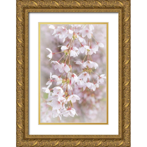 Soft Cherry Blossoms I Gold Ornate Wood Framed Art Print with Double Matting by Mahan, Kathy