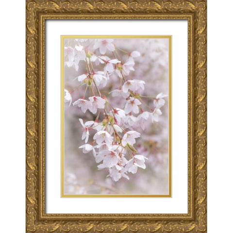 Soft Cherry Blossoms II Gold Ornate Wood Framed Art Print with Double Matting by Mahan, Kathy