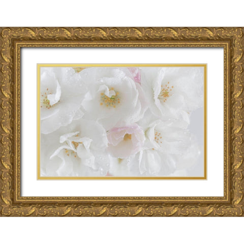 White Cherry Blossoms I Gold Ornate Wood Framed Art Print with Double Matting by Mahan, Kathy