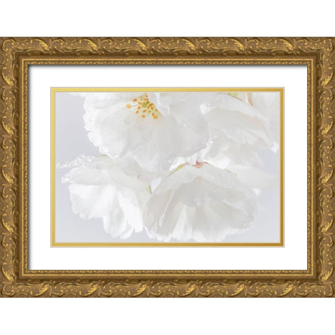 White Cherry Blossoms II Gold Ornate Wood Framed Art Print with Double Matting by Mahan, Kathy