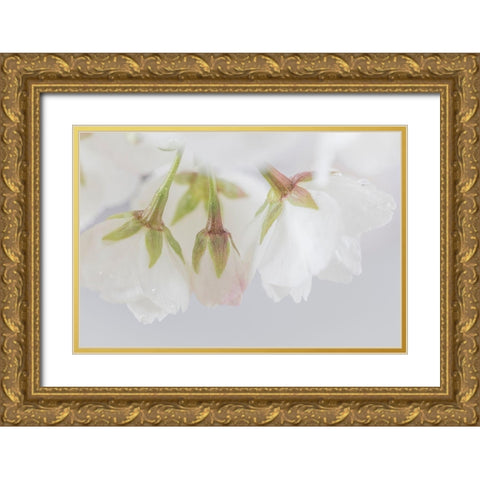 White Cherry Blossoms III Gold Ornate Wood Framed Art Print with Double Matting by Mahan, Kathy