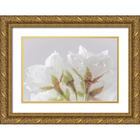 White Cherry Blossoms IV Gold Ornate Wood Framed Art Print with Double Matting by Mahan, Kathy