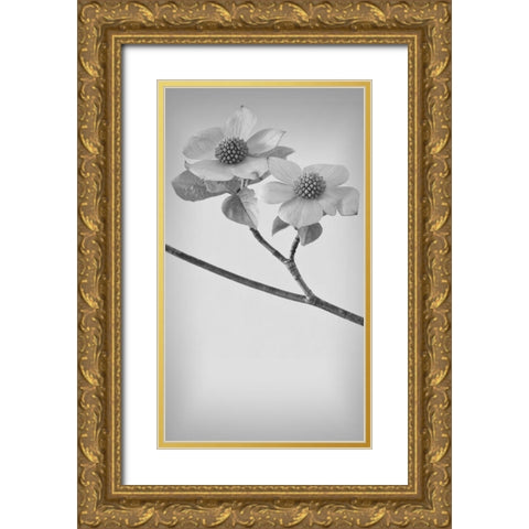 Pacific Dogwood Blossoms I Gold Ornate Wood Framed Art Print with Double Matting by Mahan, Kathy
