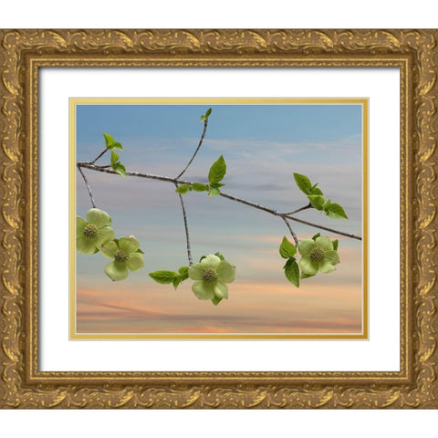 Dogwood at Sunset I Gold Ornate Wood Framed Art Print with Double Matting by Mahan, Kathy