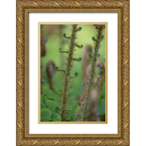 Sword Fern I Gold Ornate Wood Framed Art Print with Double Matting by Mahan, Kathy