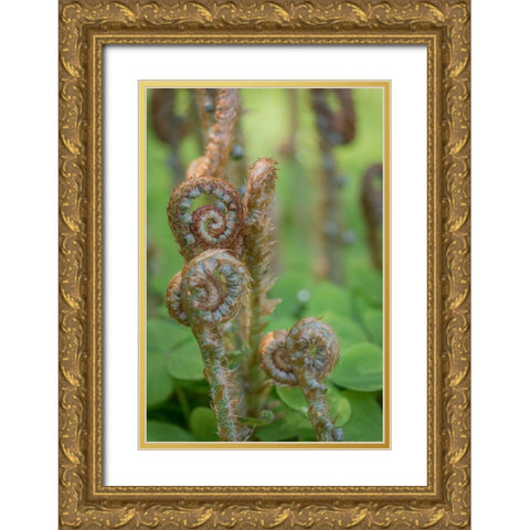 Sword Fern II Gold Ornate Wood Framed Art Print with Double Matting by Mahan, Kathy