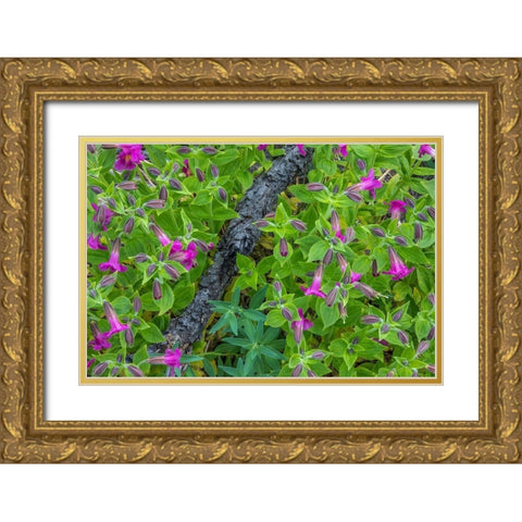 Wildflower Meadow I Gold Ornate Wood Framed Art Print with Double Matting by Mahan, Kathy