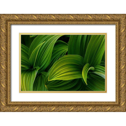 False Hellebore I Gold Ornate Wood Framed Art Print with Double Matting by Mahan, Kathy