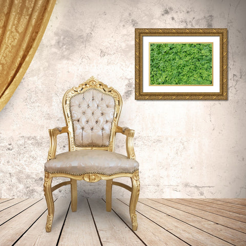 Dew Covered Oxalis Gold Ornate Wood Framed Art Print with Double Matting by Mahan, Kathy