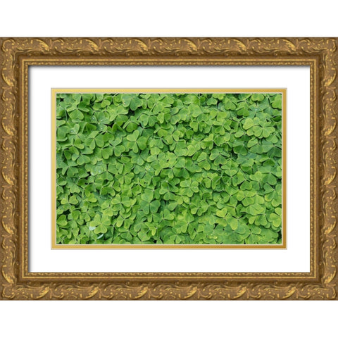 Dew Covered Oxalis Gold Ornate Wood Framed Art Print with Double Matting by Mahan, Kathy