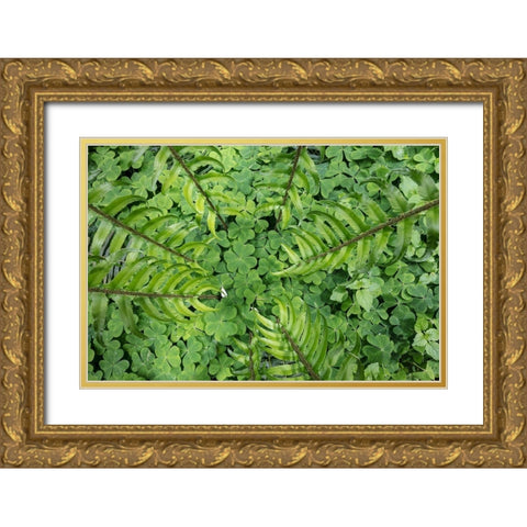 Sword Fern and Oxalis Gold Ornate Wood Framed Art Print with Double Matting by Mahan, Kathy