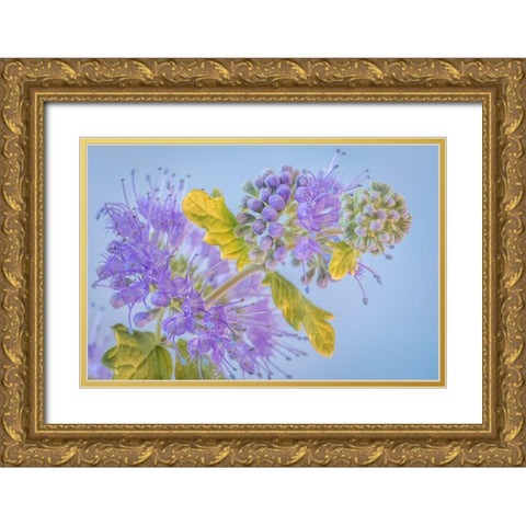 Caryopteris III Gold Ornate Wood Framed Art Print with Double Matting by Mahan, Kathy