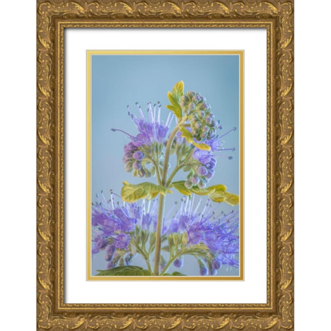 Caryopteris V Gold Ornate Wood Framed Art Print with Double Matting by Mahan, Kathy