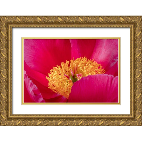 Peony Blossom I Gold Ornate Wood Framed Art Print with Double Matting by Mahan, Kathy