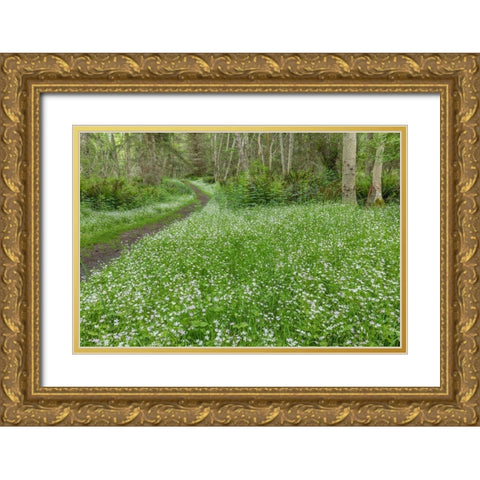 Siberian Spring Beauty Gold Ornate Wood Framed Art Print with Double Matting by Mahan, Kathy