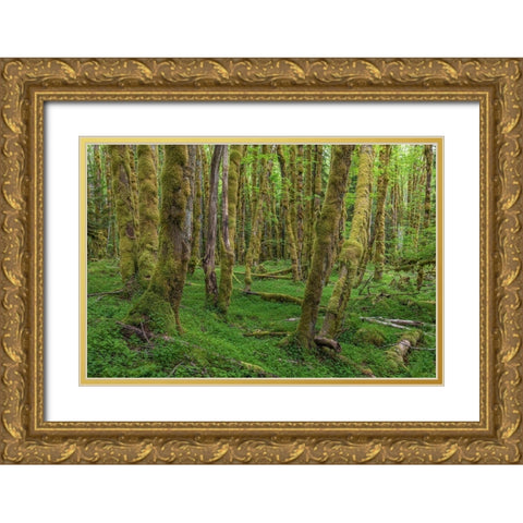 Big Leaf Maple Grove Gold Ornate Wood Framed Art Print with Double Matting by Mahan, Kathy