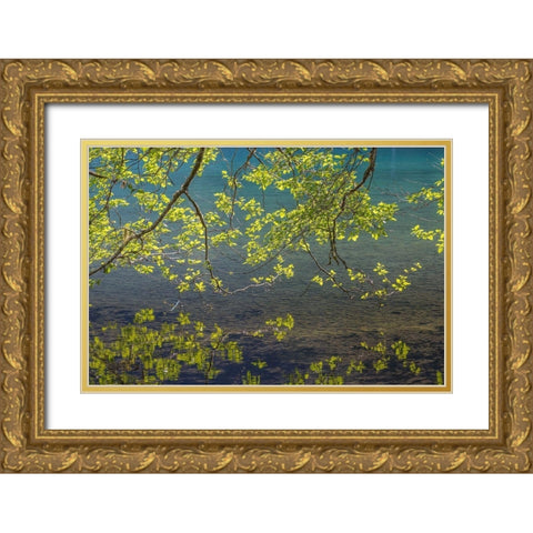 Overhanging Alder Trees I Gold Ornate Wood Framed Art Print with Double Matting by Mahan, Kathy