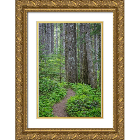 Lewis River Trail Gold Ornate Wood Framed Art Print with Double Matting by Mahan, Kathy