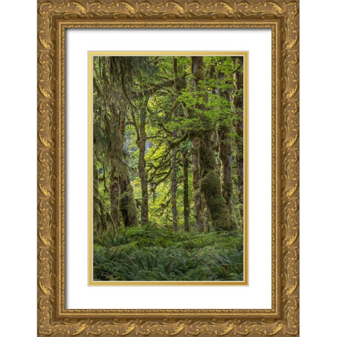 Quinault Rainforest I Gold Ornate Wood Framed Art Print with Double Matting by Mahan, Kathy