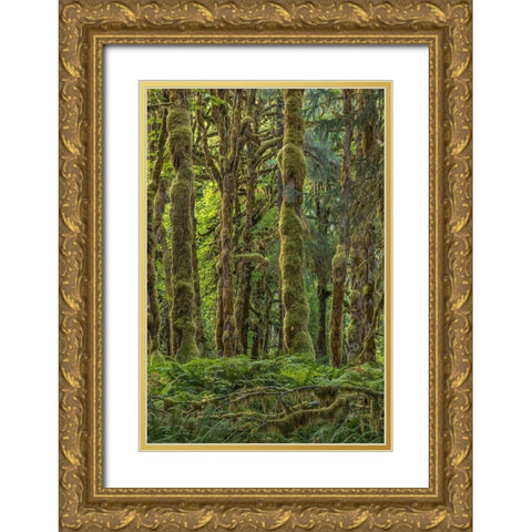 Quinault Rainforest II Gold Ornate Wood Framed Art Print with Double Matting by Mahan, Kathy