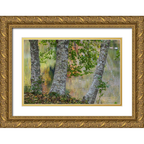 Alder Trees and Pond Gold Ornate Wood Framed Art Print with Double Matting by Mahan, Kathy