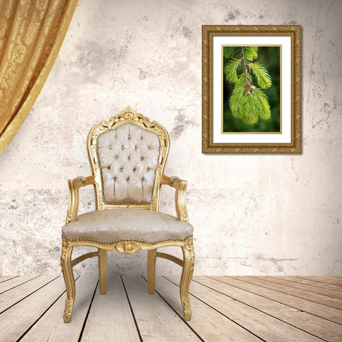 Douglas Fir Growth I Gold Ornate Wood Framed Art Print with Double Matting by Mahan, Kathy