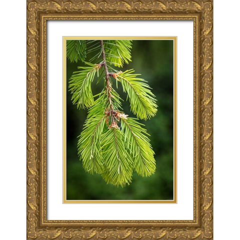 Douglas Fir Growth I Gold Ornate Wood Framed Art Print with Double Matting by Mahan, Kathy