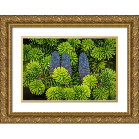 Korean Spruce Cones II Gold Ornate Wood Framed Art Print with Double Matting by Mahan, Kathy