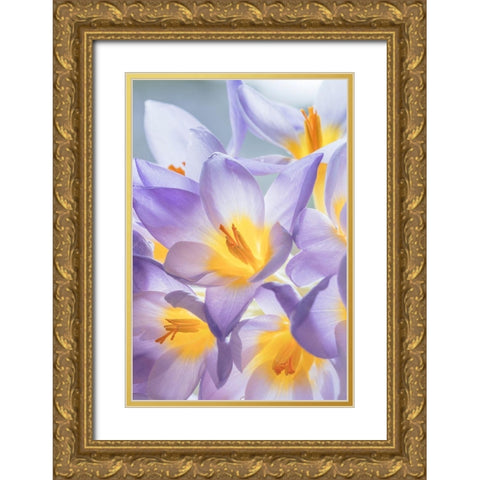 Crocus Blooms I Gold Ornate Wood Framed Art Print with Double Matting by Mahan, Kathy