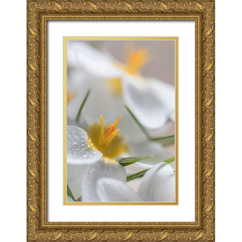 White Crocus Blossoms I Gold Ornate Wood Framed Art Print with Double Matting by Mahan, Kathy