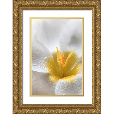 White Crocus Blossoms II Gold Ornate Wood Framed Art Print with Double Matting by Mahan, Kathy