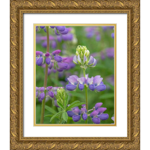 Lupine Blossoms I Gold Ornate Wood Framed Art Print with Double Matting by Mahan, Kathy